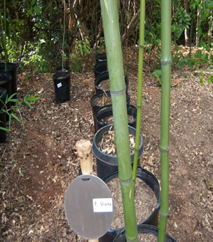 Vivax Bamboo